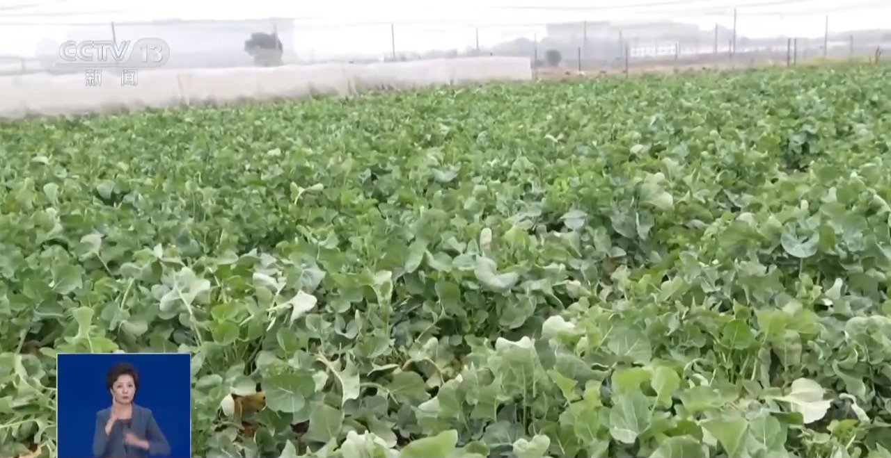 “板蓝根青菜”您吃过吗？它是菜还是药呢？来看揭秘