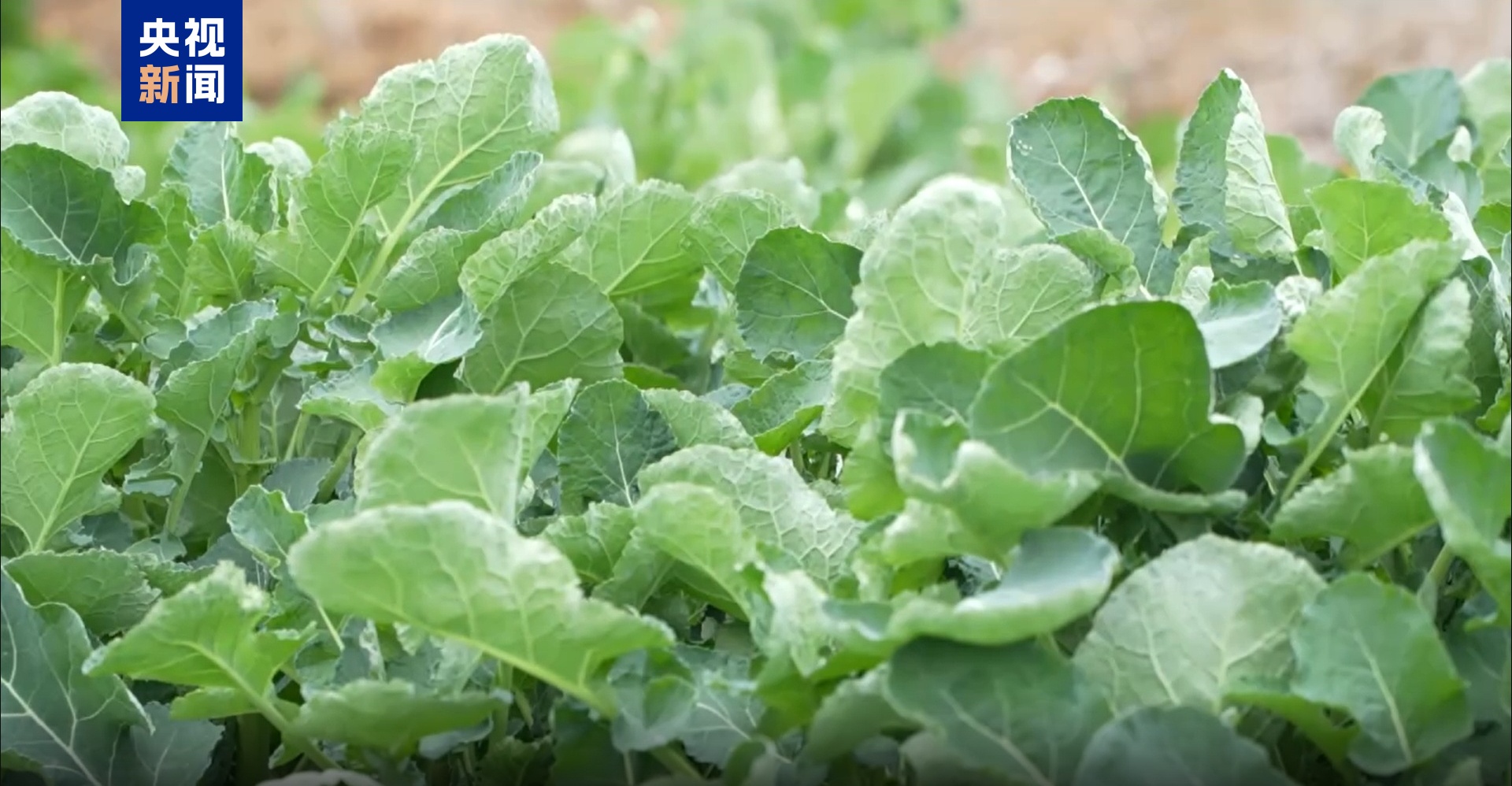 “板蓝根青菜”您吃过吗？它是菜还是药呢？来看揭秘