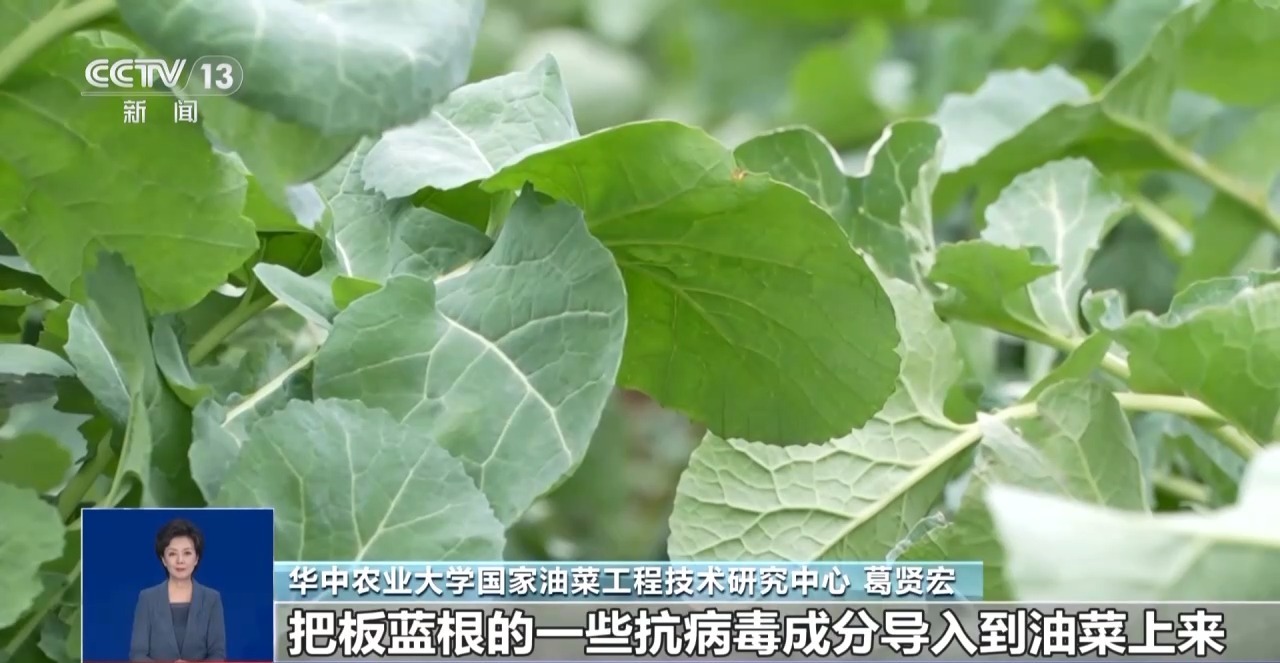 “板蓝根青菜”您吃过吗？它是菜还是药呢？来看揭秘