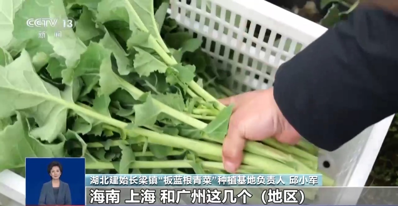 “板蓝根青菜”您吃过吗？它是菜还是药呢？来看揭秘