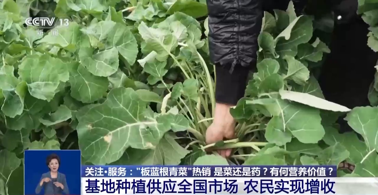 “板蓝根青菜”您吃过吗？它是菜还是药呢？来看揭秘