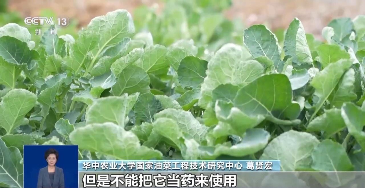 “板蓝根青菜”您吃过吗？它是菜还是药呢？来看揭秘