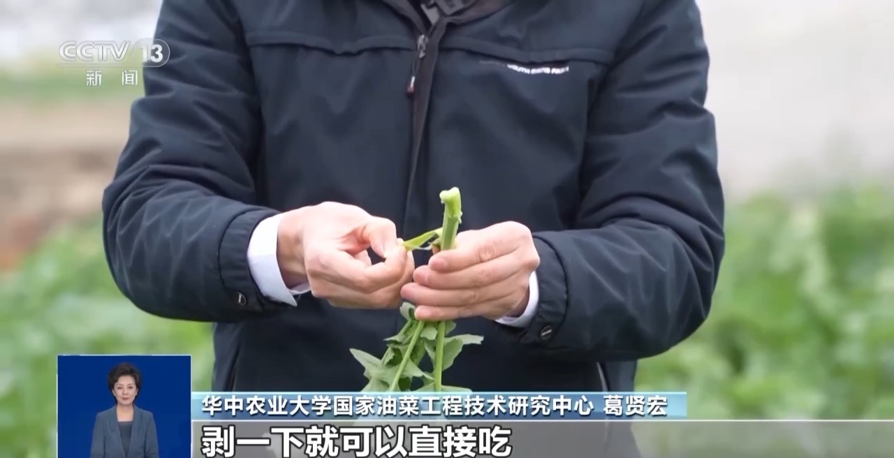 “板蓝根青菜”您吃过吗？它是菜还是药呢？来看揭秘
