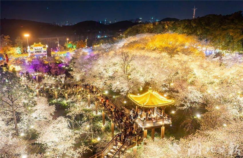 比白天更美！武汉东湖夜樱璀璨引客醉_fororder_微信图片_20250327094838