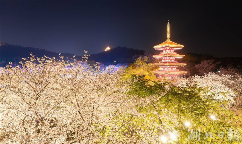 比白天更美！武汉东湖夜樱璀璨引客醉_fororder_微信图片_20250327094941
