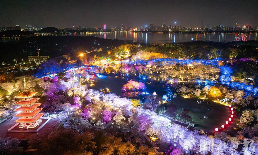 比白天更美！武汉东湖夜樱璀璨引客醉_fororder_微信图片_20250327094922