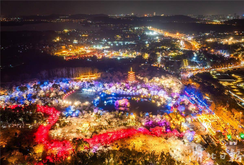 比白天更美！武汉东湖夜樱璀璨引客醉_fororder_微信图片_20250327094853