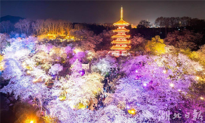 比白天更美！武汉东湖夜樱璀璨引客醉_fororder_微信图片_20250327094830