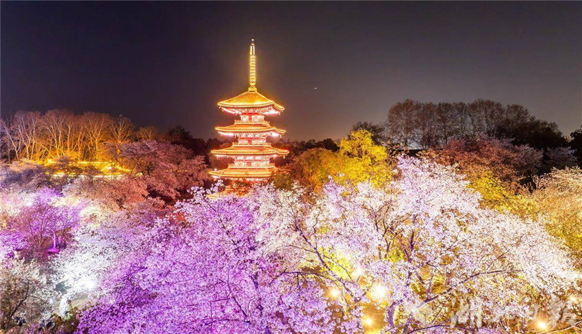 比白天更美！武汉东湖夜樱璀璨引客醉_fororder_微信图片_20250327094933