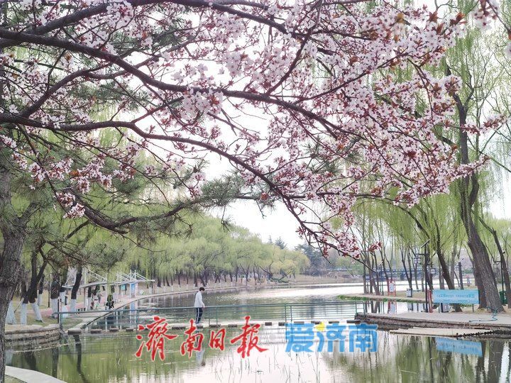柳绿花红满泉城，市民踏春正当时