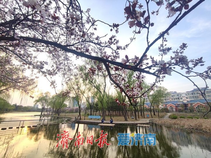 柳绿花红满泉城，市民踏春正当时
