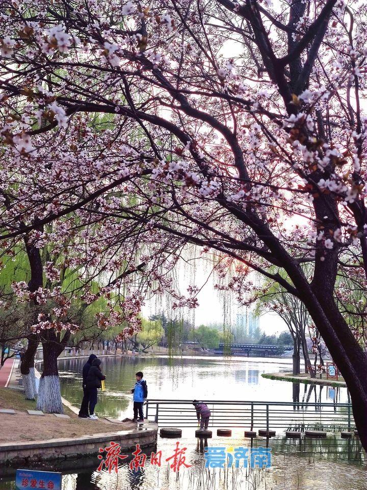 柳绿花红满泉城，市民踏春正当时