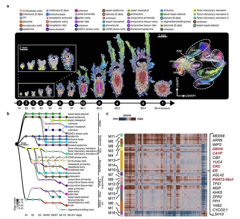 黄瓜的果实为啥长在花下面？这项研究给出答案