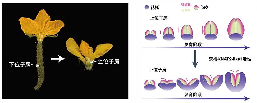 黄瓜的果实为啥长在花下面？这项研究给出答案