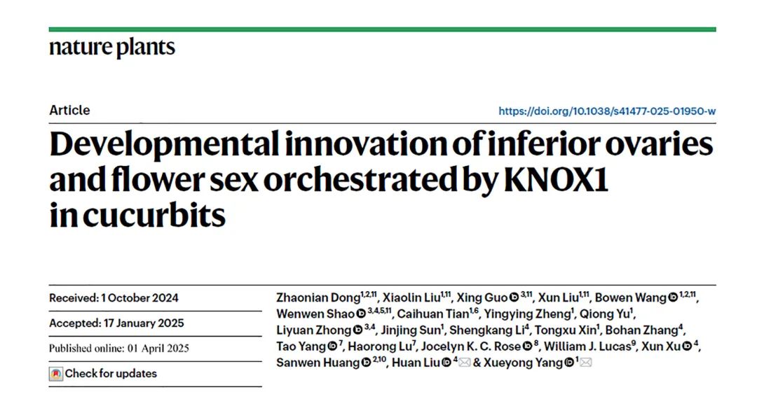 黄瓜的果实为啥长在花下面？这项研究给出答案