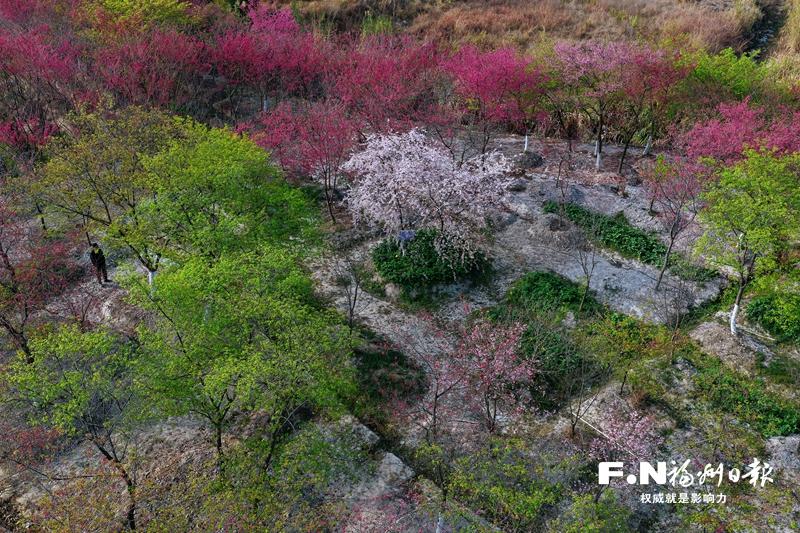 连江丹樱农场上新 自主培育“樱花瀑布”惊艳绽放