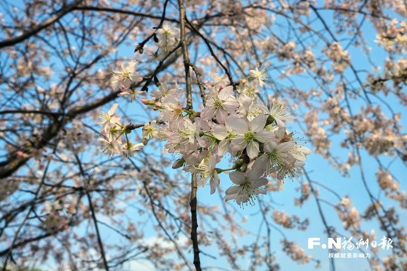 连江丹樱农场上新 自主培育“樱花瀑布”惊艳绽放