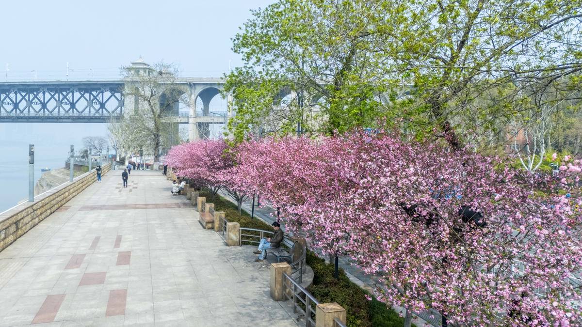 临江大道垂丝海棠 (4).JPG