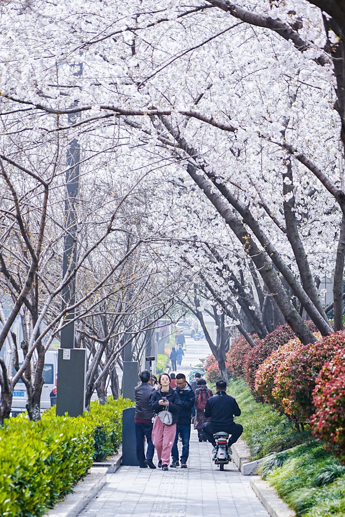 东四路樱花 (2).JPG