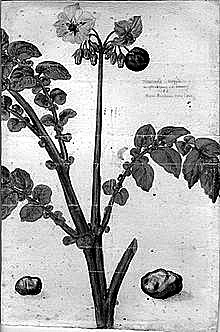 1588年法国克鲁西乌斯所画现存最古老的马铃薯彩色图。资料图片