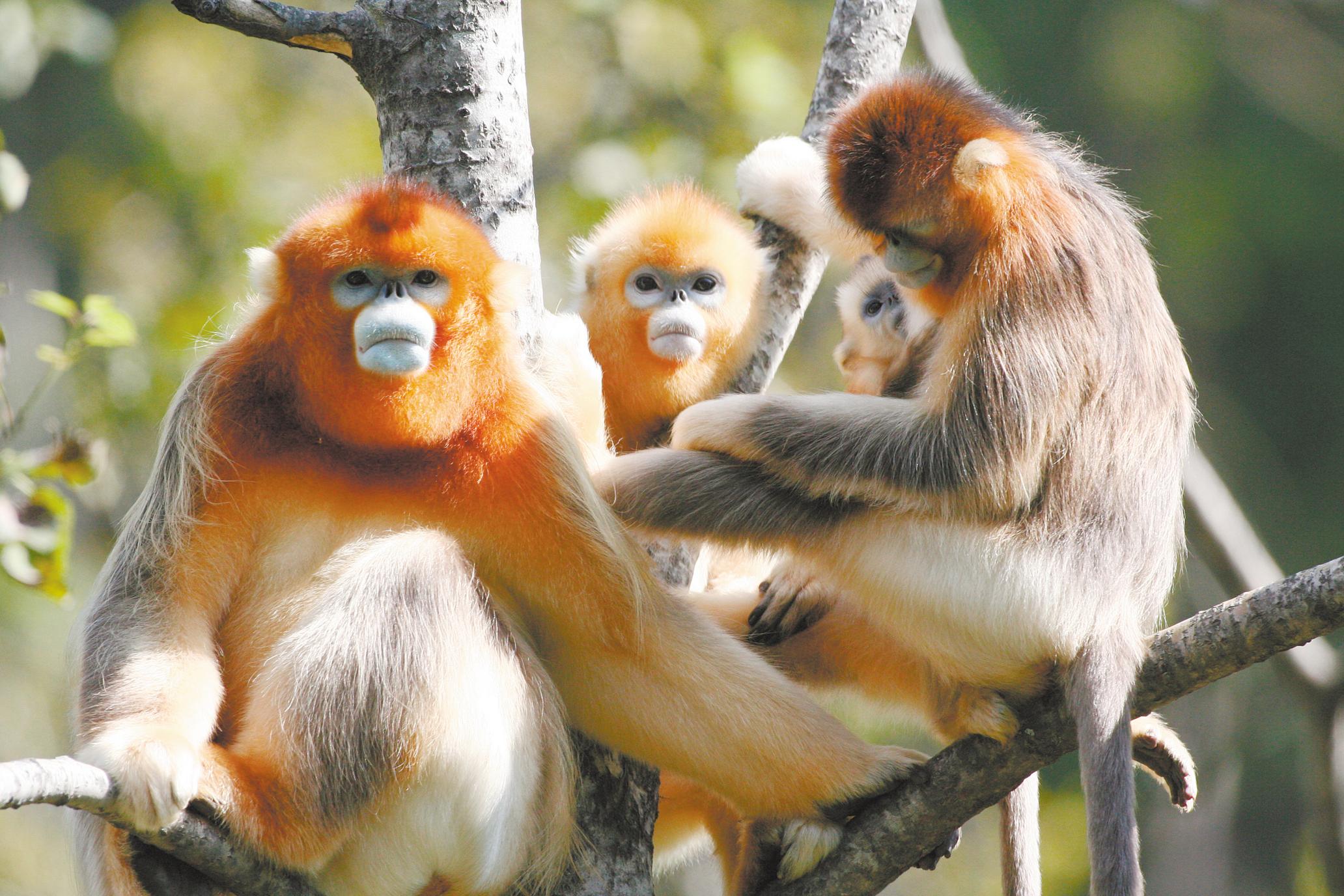 神农架金丝猴家庭在树上小憩。（神农架国家公园供图）