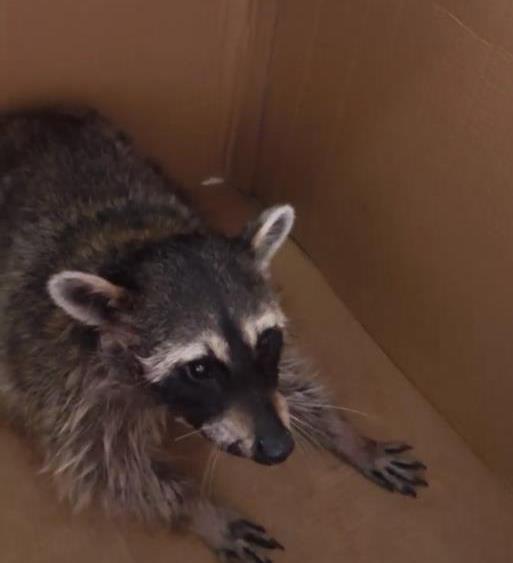 小浣熊被找到 受访者提供.png