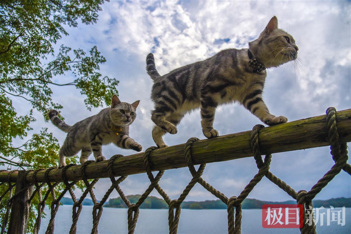 10月17日，在随州市随县大洪山水库琵琶湖景区的水无声民宿，三只小猫成了游客心中的”网红“。（极目新闻记者 黄志刚 摄） (2).jpg