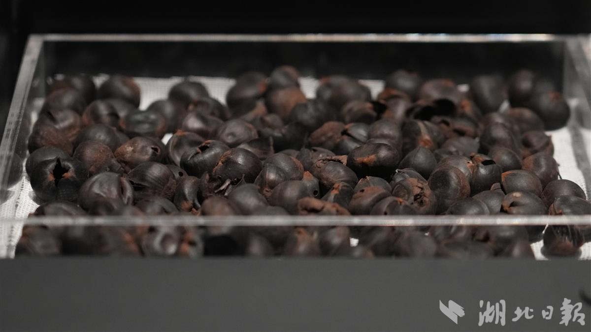 考古发现的两千多年前的楚地板栗遗存（湖北日报全媒记者陈少哲摄）