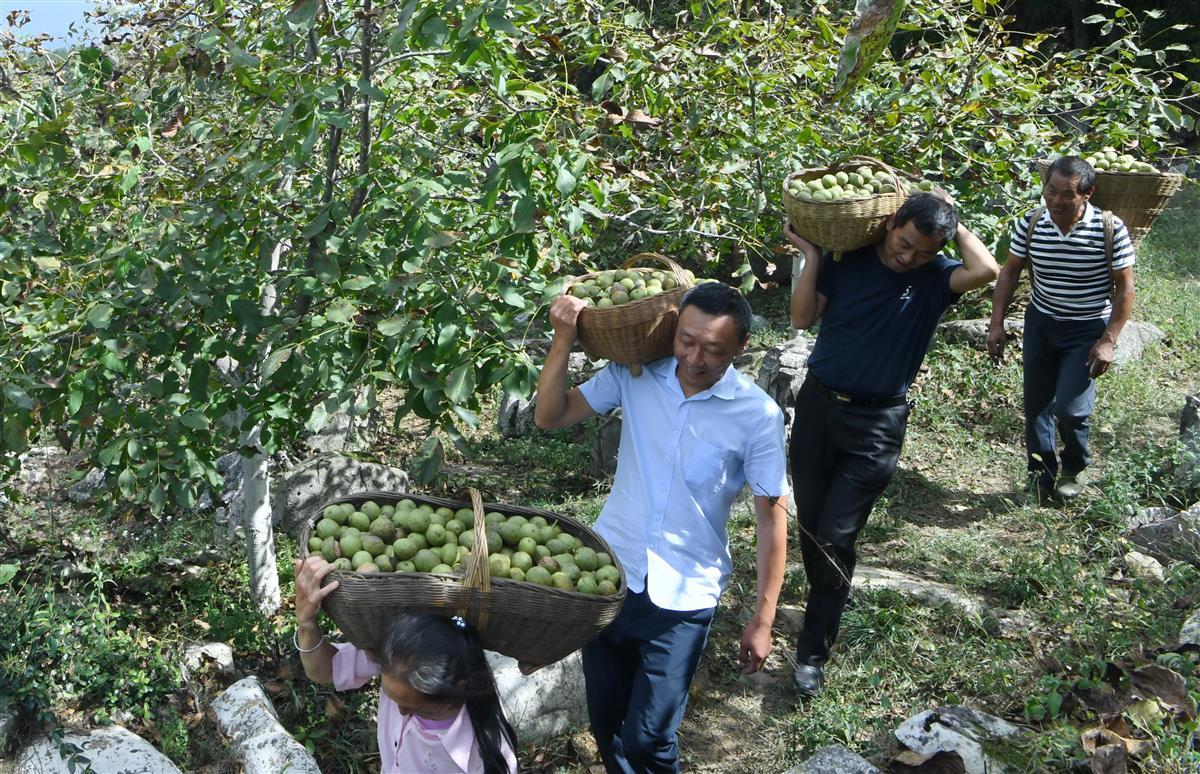 2022年9月7日，村民在湖北省襄阳市保康县歇马镇后园村核桃种植基地，转运收获的鲜核桃。 (2).JPG
