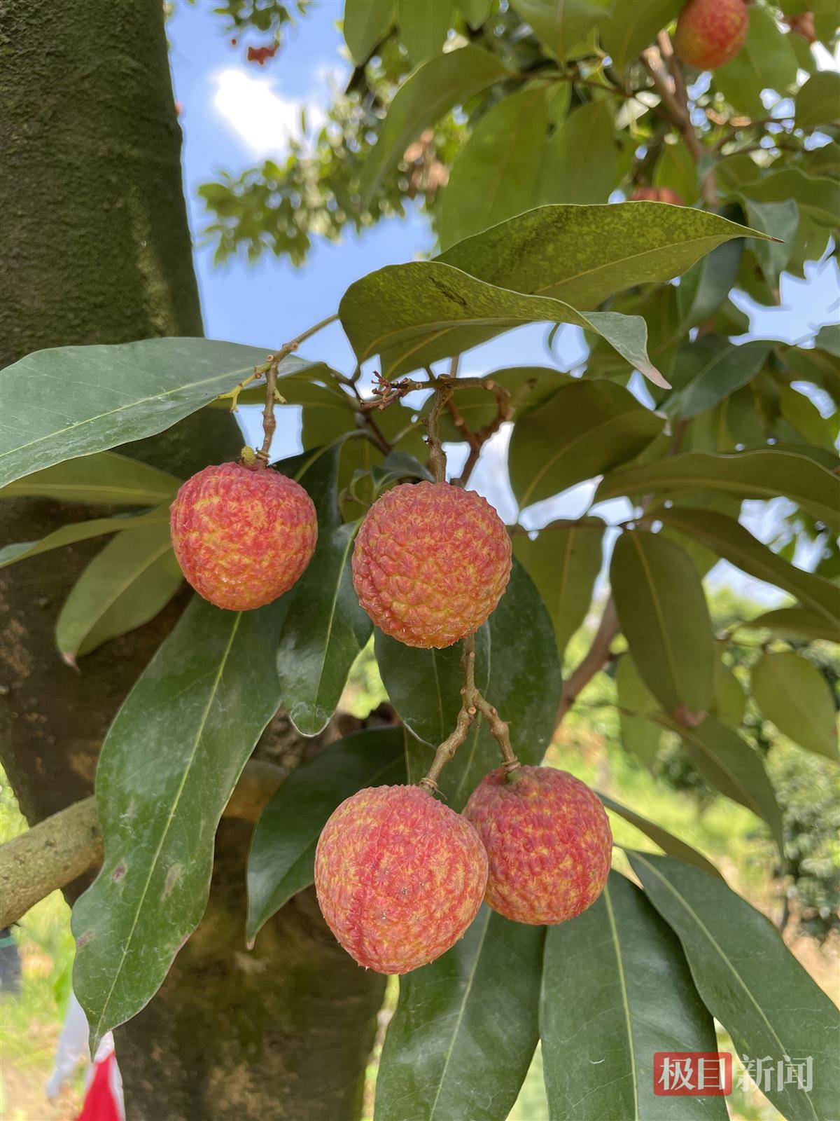 增城挂绿荔枝  来源：受访者.jpg