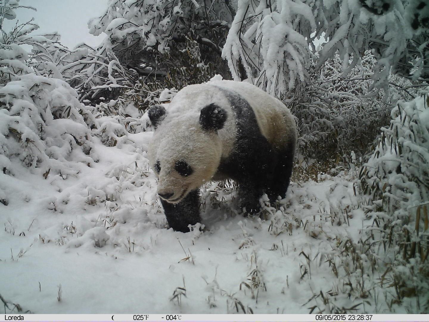 踏雪而来，隔空“亲吻”！野生大熊猫现身四川千佛山