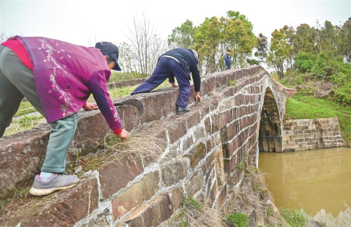 饶浩功夫妻清理南桥杂草  Rao Haogong and his wife clear up weeds on the Nanqiao Bridge