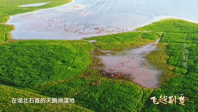 石首麋鹿国家级自然保护区