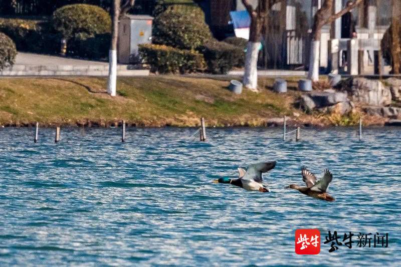 最佳观鸟季将至，冬候鸟陆续飞抵南京 | 极目新闻