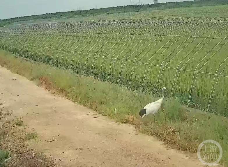 监控拍到的丹顶鹤