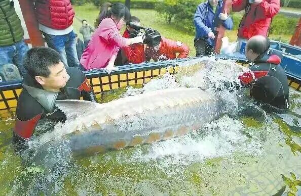 2014年救上岸后，技术人员为后福进行药浴杀菌，同时进行细致的身体检查