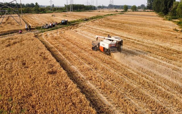 收割机在麦田中驰骋。资料图/新京报记者 王巍 摄