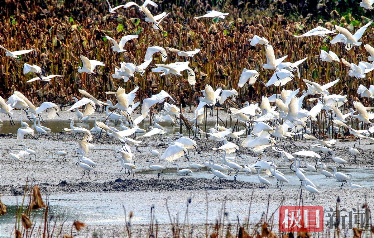 湖北荆州菱角湖国家湿地公园内，成群白鹭迁徙觅食。（通讯员 梁翅 摄）.jpg