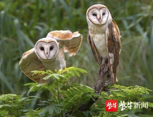 成年猴面鹰（资料图片，灌云宣传部提供）