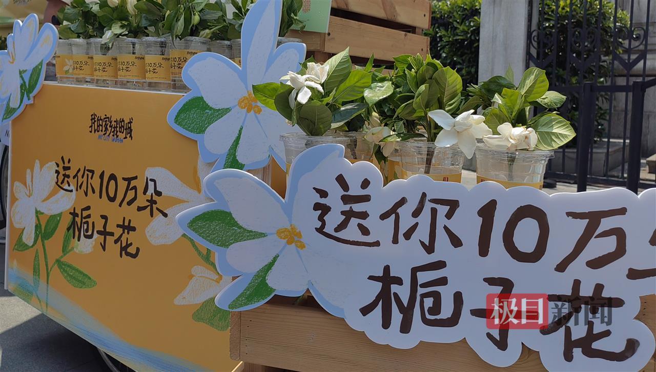 武汉满城栀子花，全国多地游客免费领到了！