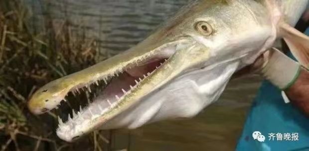 鳄雀鳝，齐鲁晚报图
