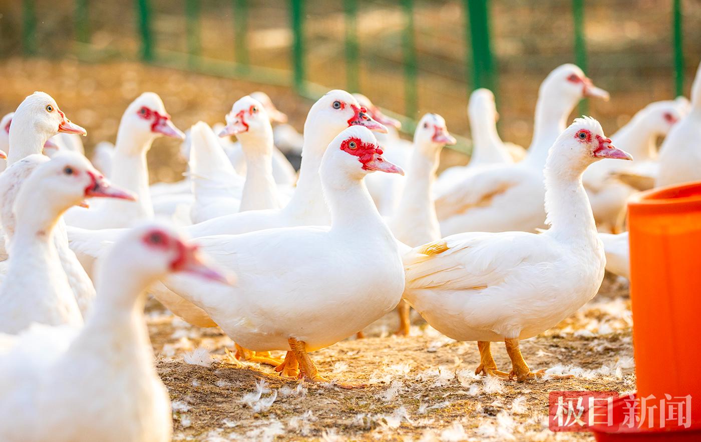 红嘴白羽的阳新屯鸟 周巍 摄.jpg