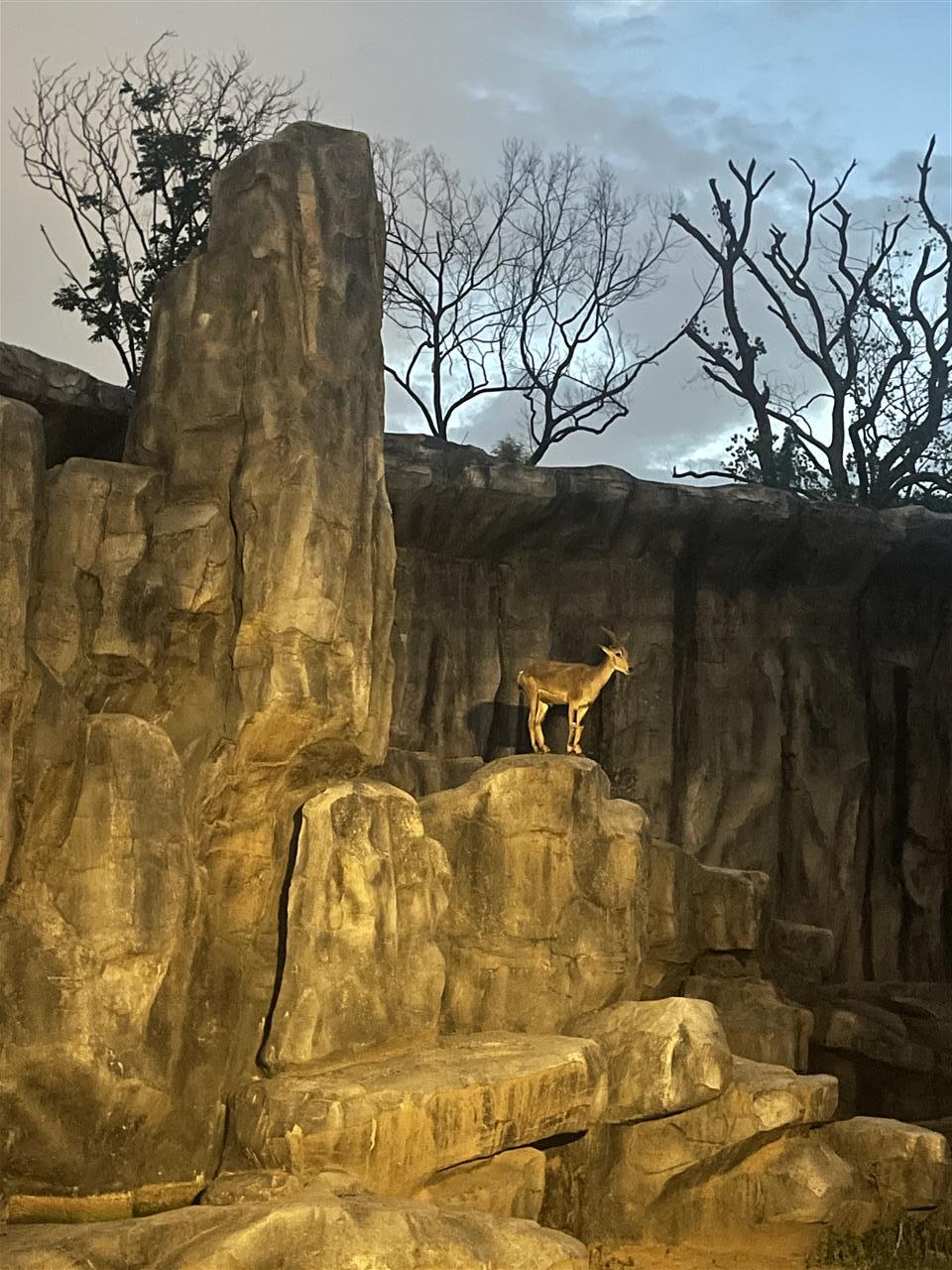 岩羊.jpg