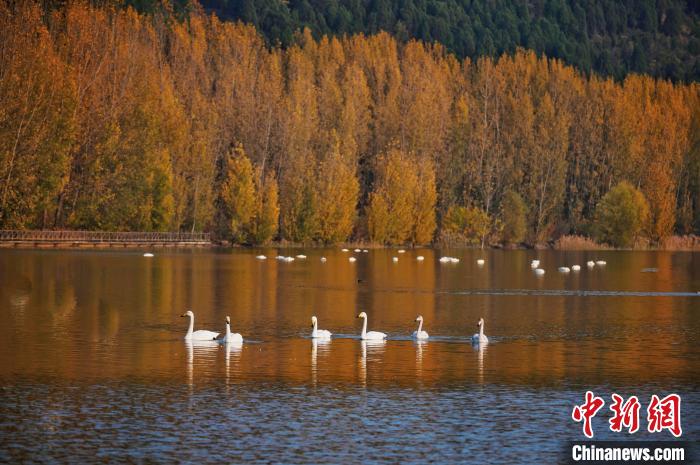 距离芮城县几十公里的平陆县，截至目前，已迎来6300余只大天鹅。　解丽霞 摄