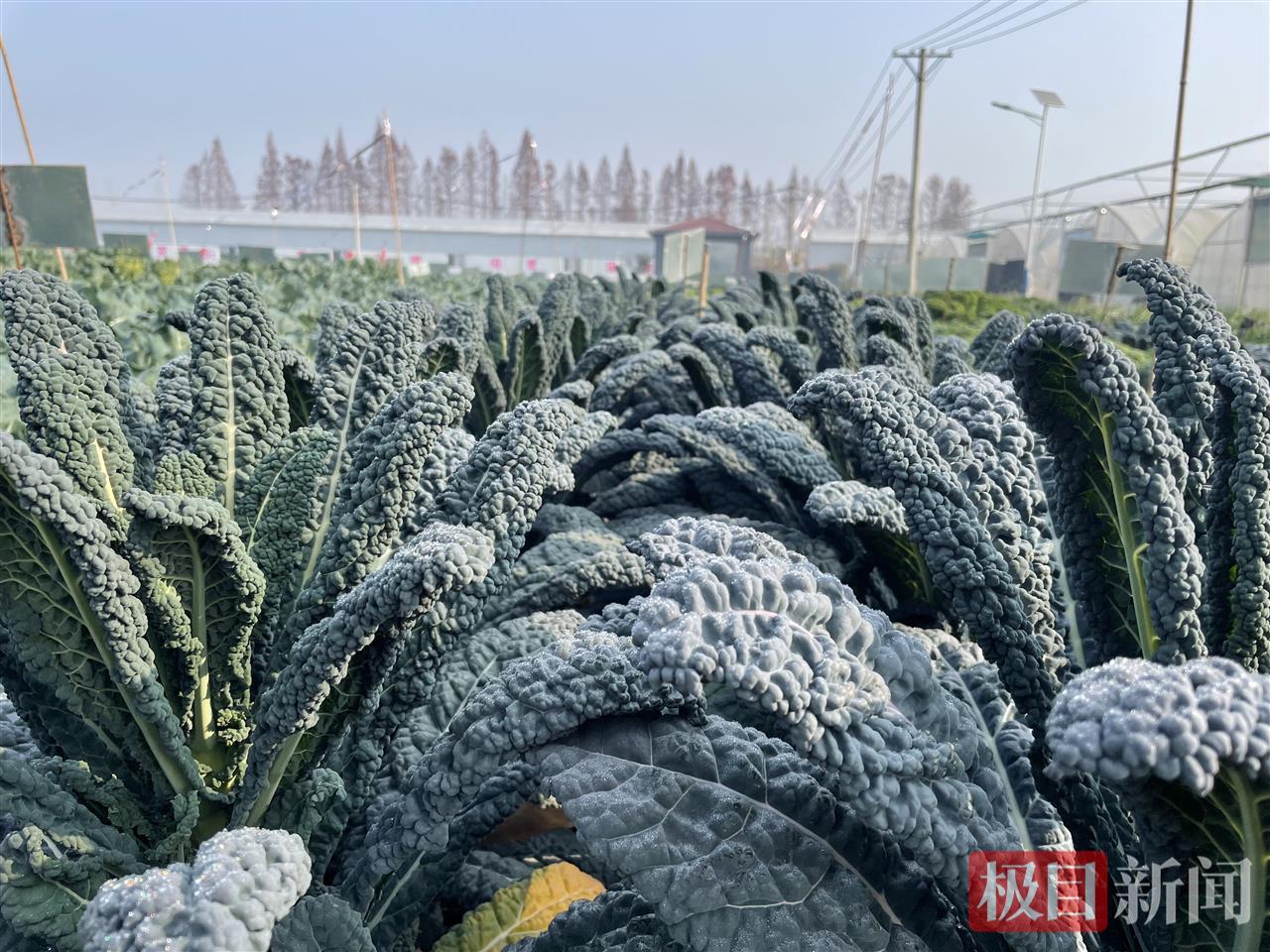 汉产网红菜皱叶菜批量上市，价格比肩肉价，成为餐桌新宠