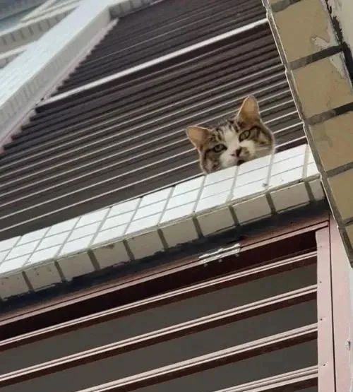 87fcf3f165a37bf82c170fd9168f454