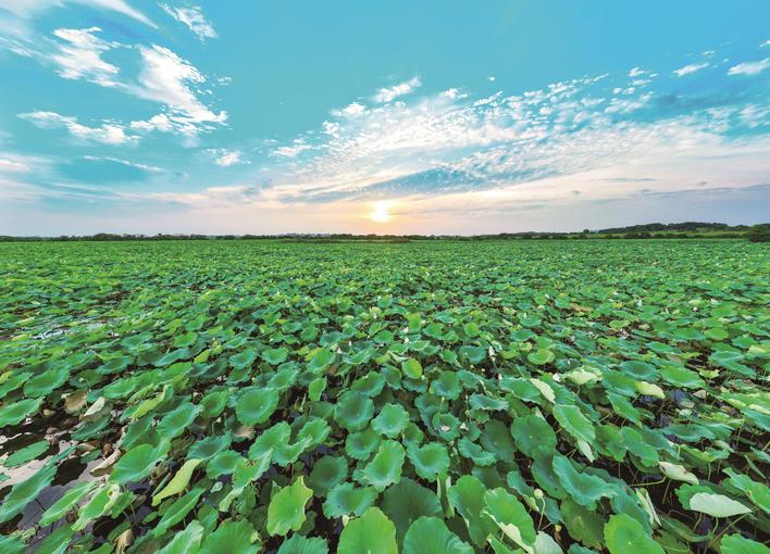 接天莲叶无穷碧