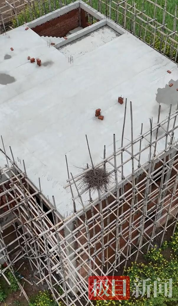 张满子老人停工等待喜鹊筑巢。 （视频截图）.jpg