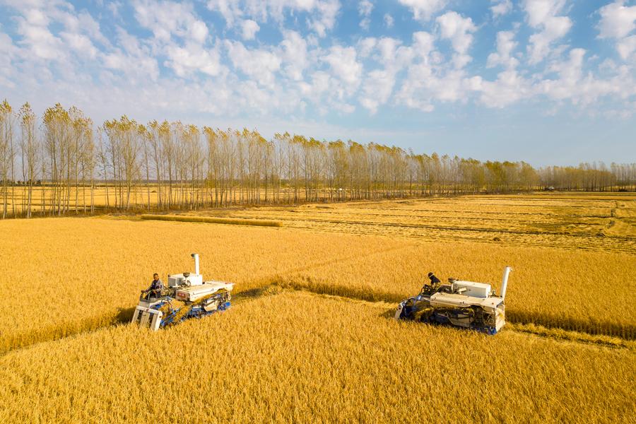 Nearly 70 pct of autumn grains harvested in China