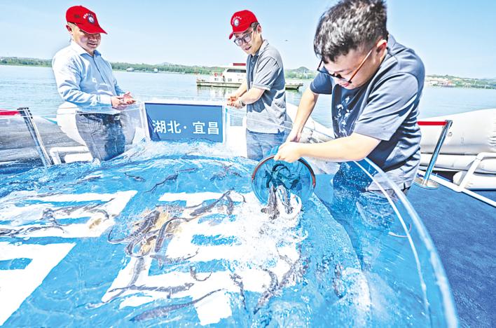 10,000 Chinese sturgeon released into Yangtze River